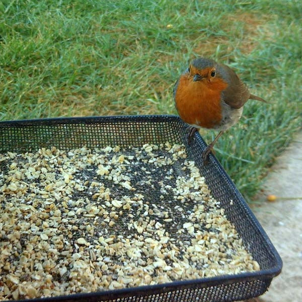 Rolled (Porridge) Oats;Robin feeding on Rolled (Porridge) Oats