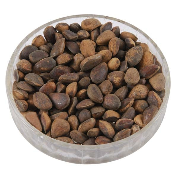 Pine Nuts; Squirrel eating pine nuts