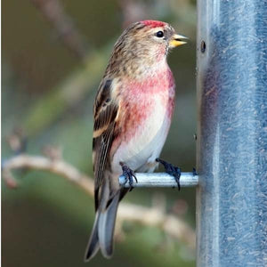 Niger Seed; Redpoll on Niger Seed Feeder; Siskin on Niger Seed Feeder; Golfinch on Niger Seed Feeder