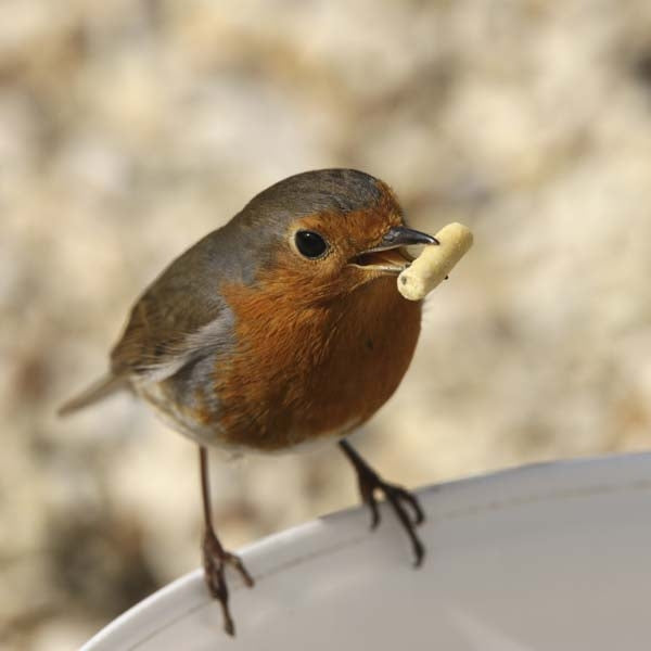Ark Insect Suet Pellets; Ark Insect Suet Pellets being enjoyed by a Robin; Ark Insect Suet Pellets enjoyed by this Blackbird