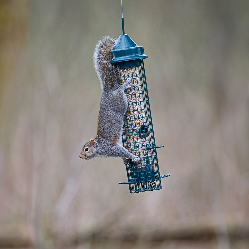 squirrel proof bird feeder