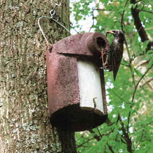Schwegler 3SV on tree trunk