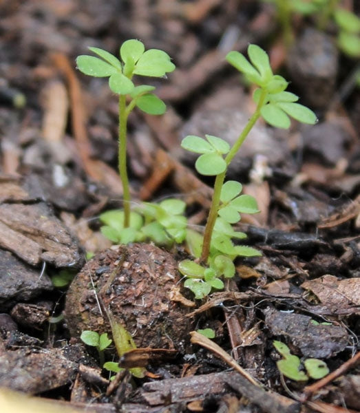 Seedballs Wildflower Seeds;Seedball germinating wildflowers;UK Wildflower Seeds;Wildflower Seeds from Seedball