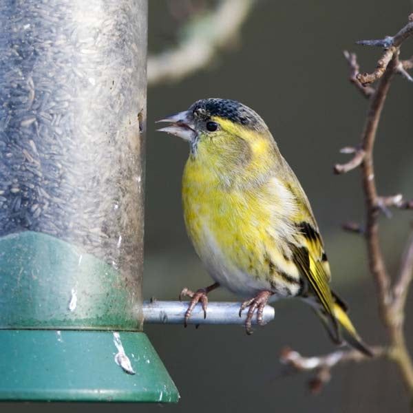 Niger Seed; Redpoll on Niger Seed Feeder; Siskin on Niger Seed Feeder; Golfinch on Niger Seed Feeder
