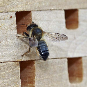 Interactive Solitary Bee Hive; Leafcutter egg cells; A bees new home; Solitary bee house in the garden