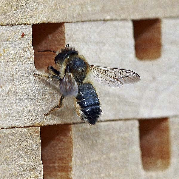 Interactive Solitary Bee Hive; Leafcutter egg cells; A bees new home; Solitary bee house in the garden