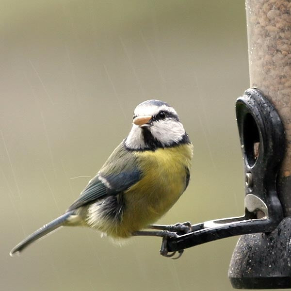 Premium Sunflower Hearts; Premium Sunflower Hearts; Blue Tit sunflower Seeds; Blue tit and nuthatch on sunflower hearts