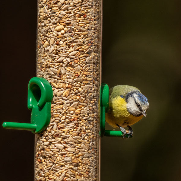 Blue tit eating Ark No Mess Bird Seed