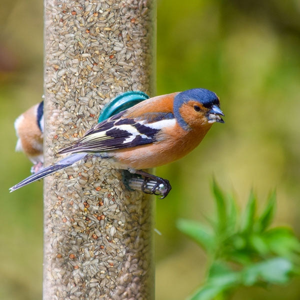 Chaffinch eating ark no mess bird feeder mix