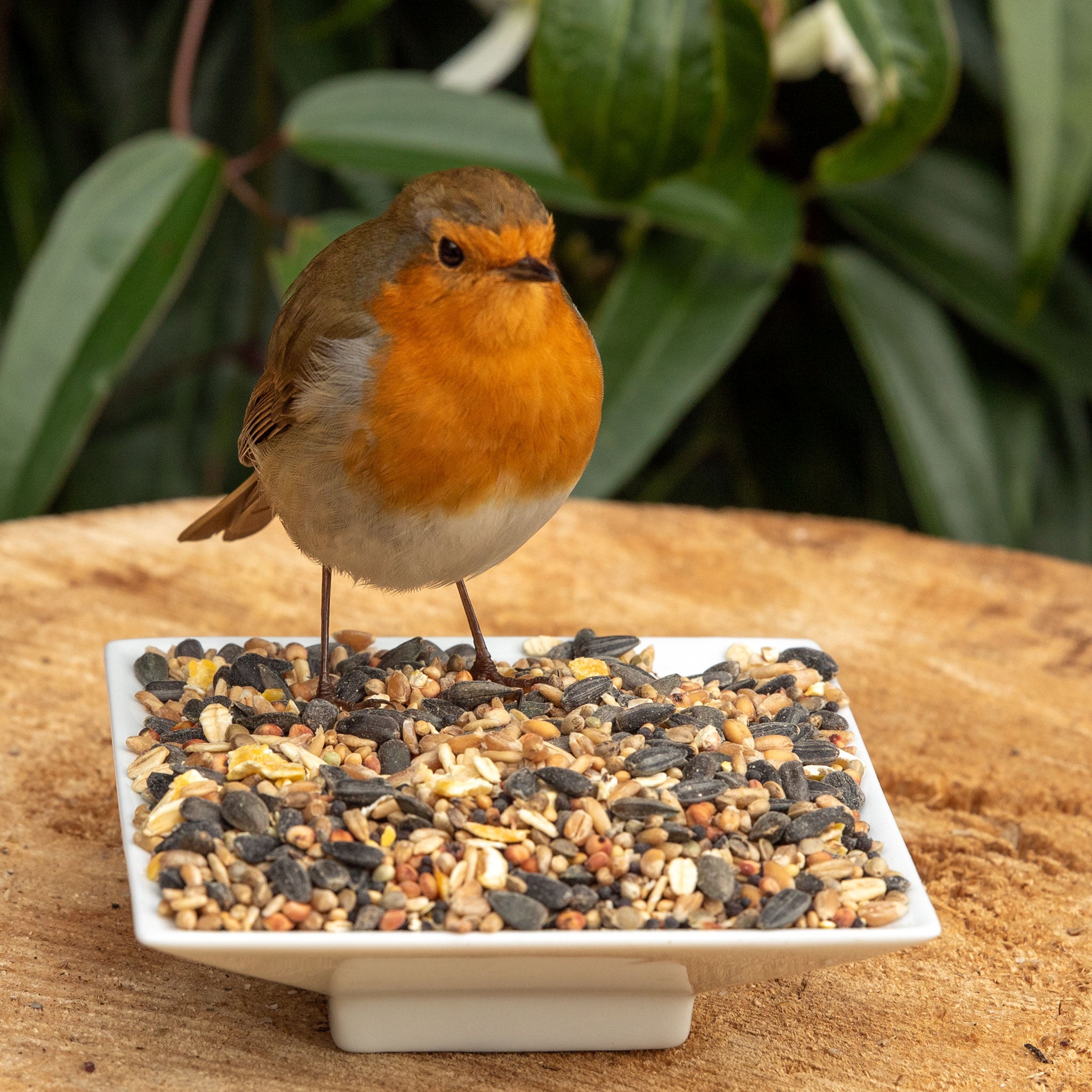 Robin enjoying Ark Premium Wild Bird Food