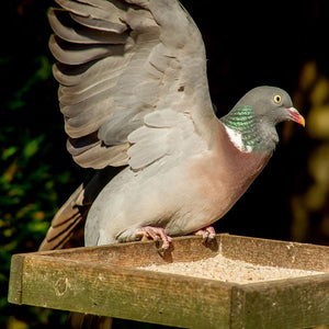 pigeon on bird table eating ark cereal mix