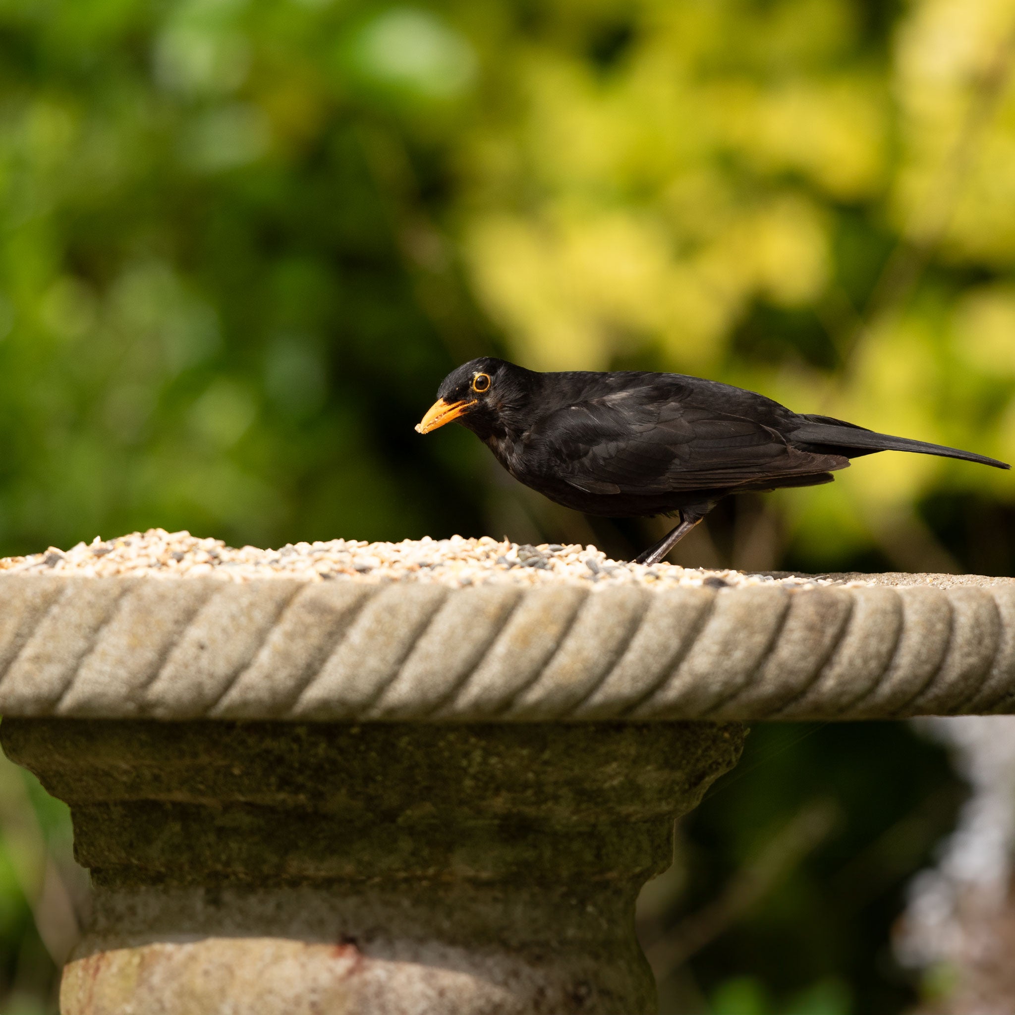 Blackbird eating ark ground and table mix