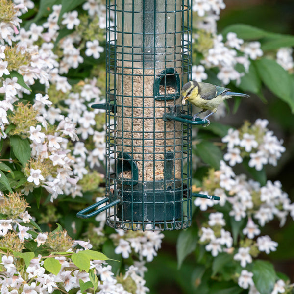 Blue Tit eating ark no mess bird feeder mix