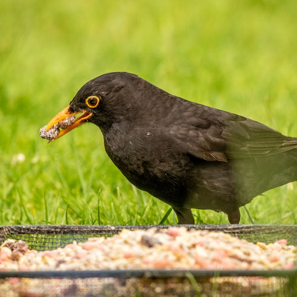 Male blackbird eating robin premium bird food