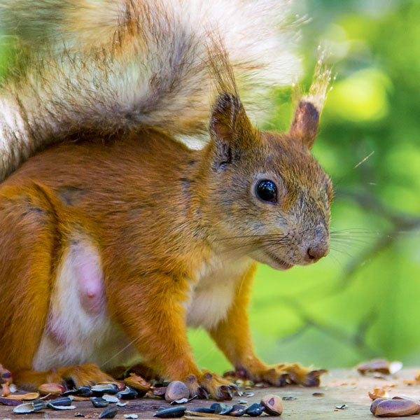 Red Squirrel Food; Ark Red Squirrel Food; Ark Red Squirrel Food; Ark Red Squirrel Food