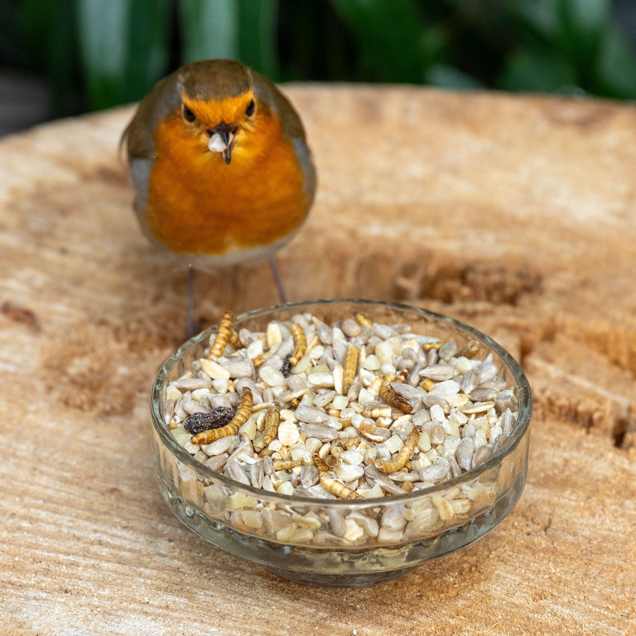 Robin eating Ark Summer Support Mix