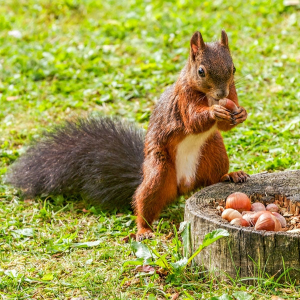 Red Squirrel Food; Ark Red Squirrel Food; Ark Red Squirrel Food; Ark Red Squirrel Food