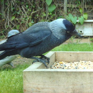 Wild Bird Food; Dunnock clearing the scraps of wild bird food off the floor under a bird table; Jackdaw eating wild bird food from a ground feeder