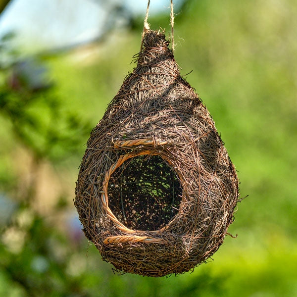 Giant Robin Nest Pocket;Giant roost nesting pocket in a hedge