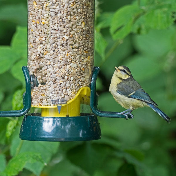 Big Easy Bird Seed Feeders; Woodpecker on Big Easy Bird Feeder; Easy Clean Big Easy Bird Feeder; Standard Big Easy Bird Seed Feeder