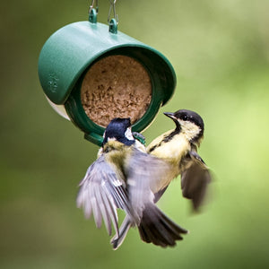 Flutter Butter Feeder; Flutter Butter Bird Feeder; Woodpecker on Flutter Butter Bird Feeder; Birds squabble over flutter butter