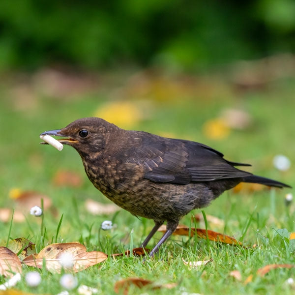 Ark Mealworm Suet Pellets; Young Blackbird enjoying mealworm suet pellets; Ark Mealworm Suet Pellets