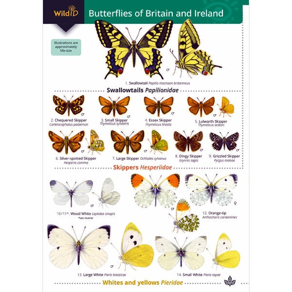 Field guide to Butterflies fo Britain; Field guide to Butterflies fo Britain; Field guide to Butterflies fo Britain