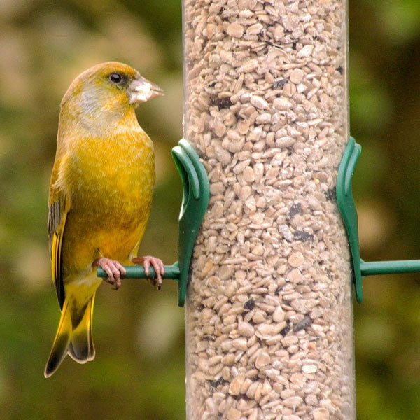 Standard Sunflower Hearts; Greenfinch on sunflower hearts; Chaffinch enjoying Standard Sunflower Hearts