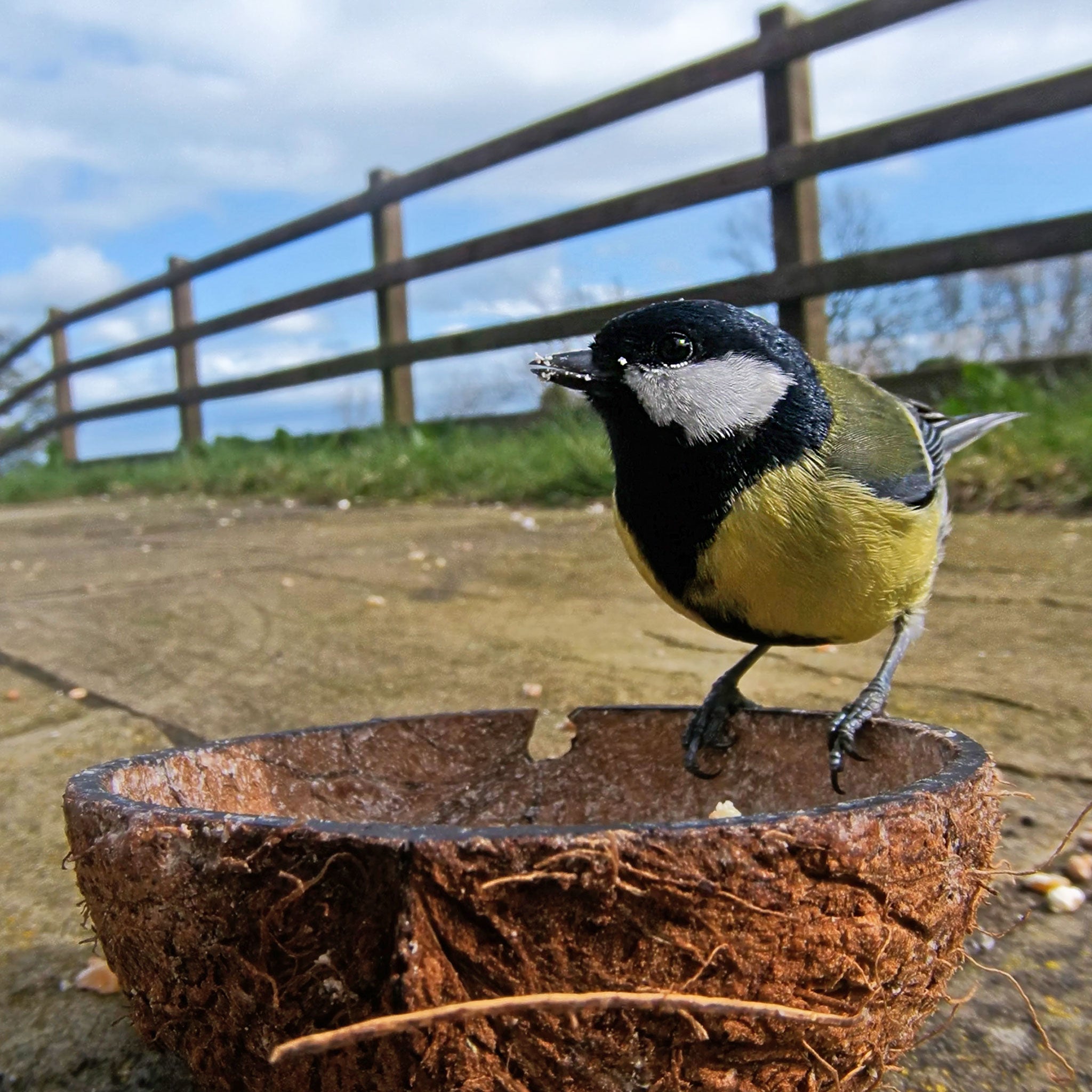 Great Tit on empty coconut half