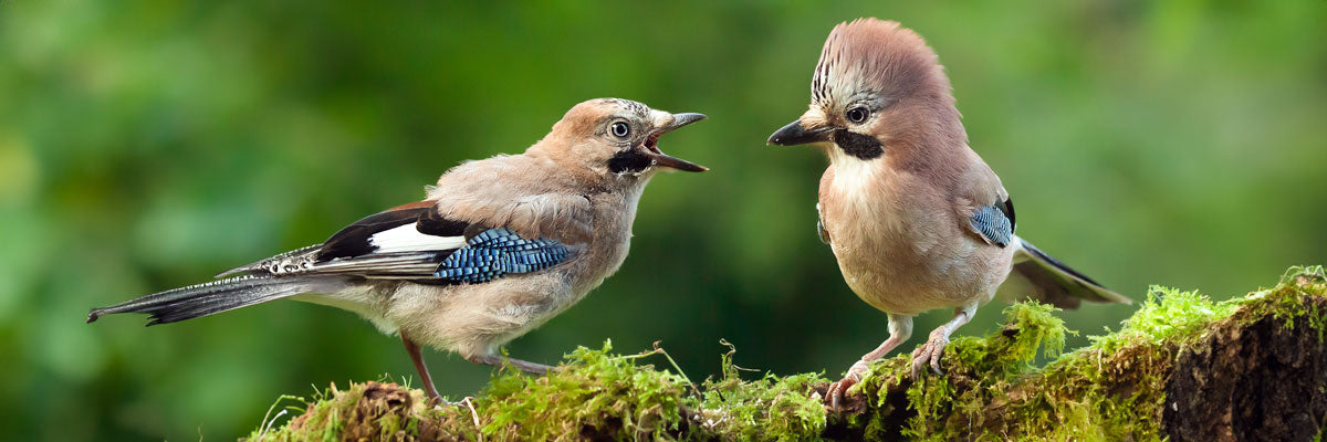 Two young jays with open beaks talking to each other