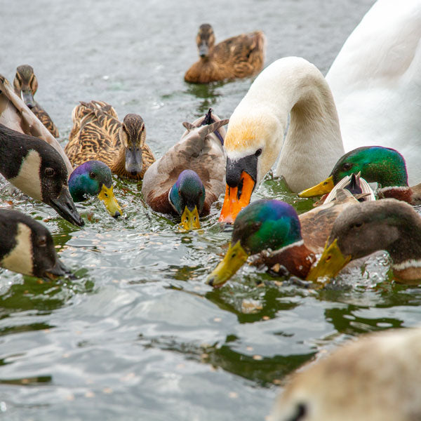 ducks and swans eating floating duck food