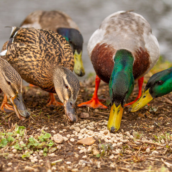 Ducks eating duck food on the bank