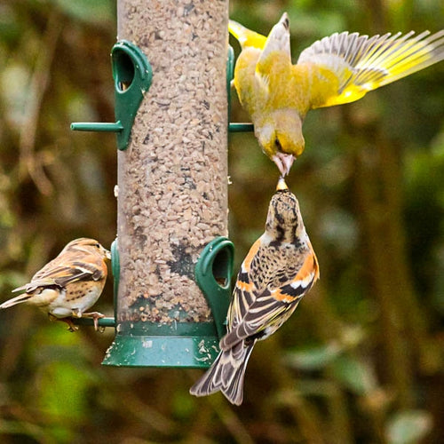 Bird Food Feeding Essentials;Ark No Mess Feeder Mix;Robing eating Ark Premium Wild Bird Food