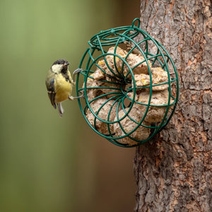 Great Tit on Fat Ball Feeder Ring