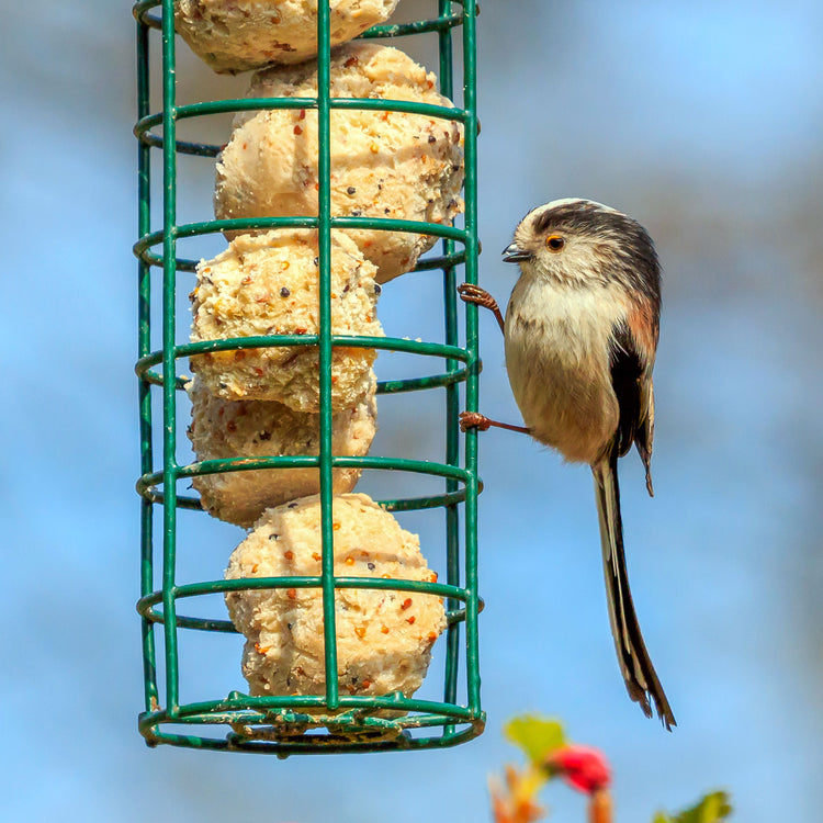 Wagtail on fat ball holder