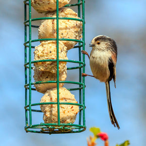 Wagtail on fat ball holder