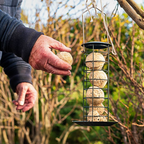 Ark Suet Balls with Insects; Bowl of Ark Suet Balls; Feeding Ark Suet Balls in the garden
