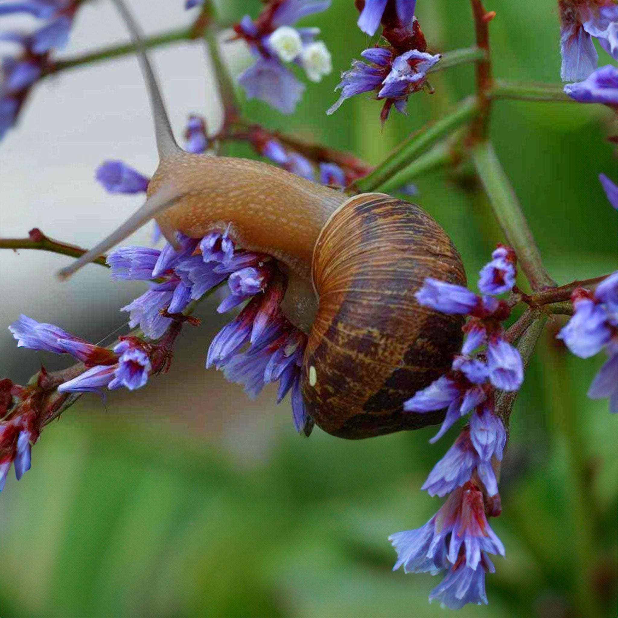 Field Guide To Garden Bugs & Beasties