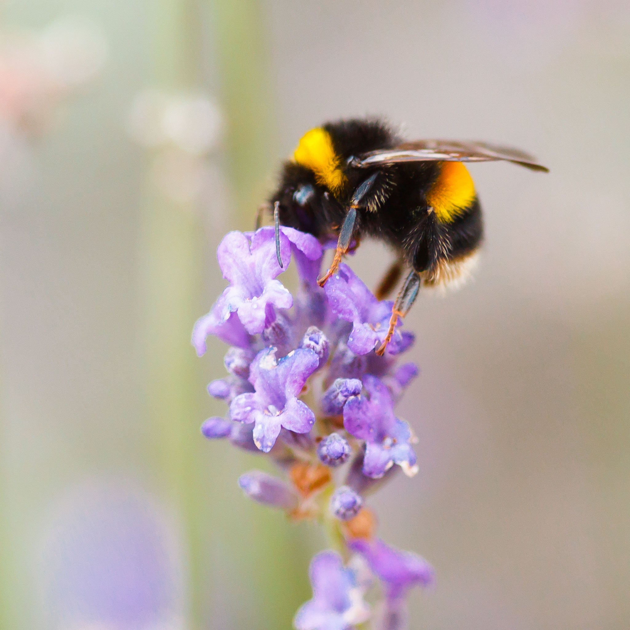 Bumblebee on purple flower