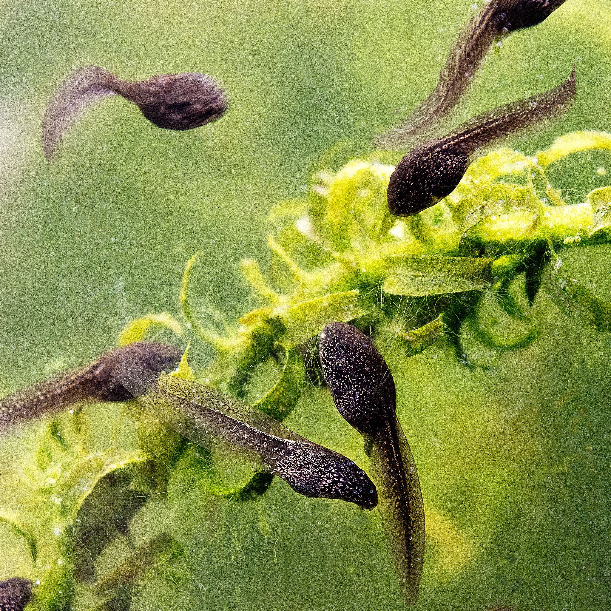 Tadpoles in pond