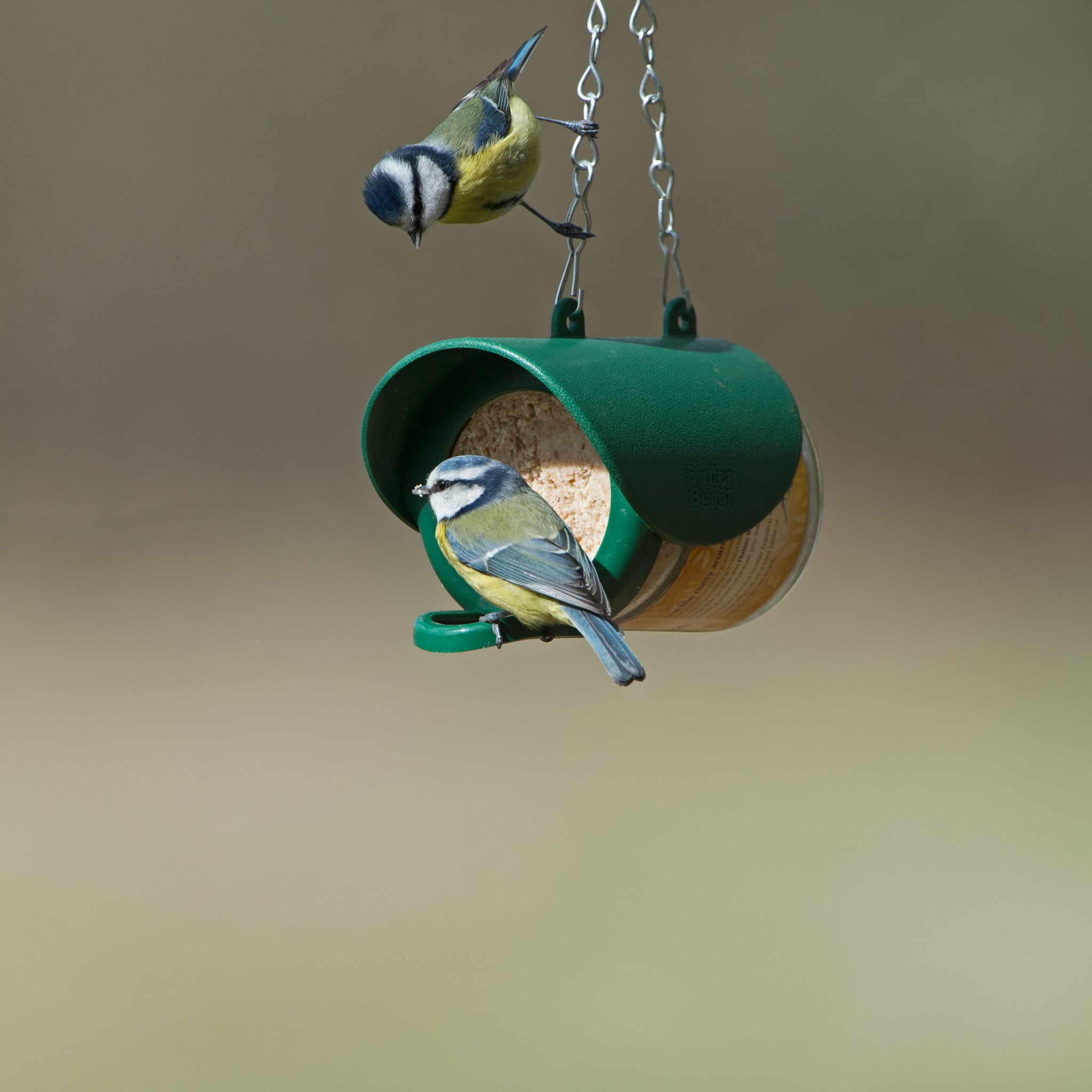 Blue Tits feeding from hanging flutter butter feeder