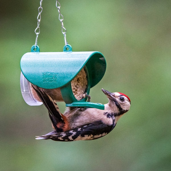 Flutter Butter Feeder; Flutter Butter Bird Feeder; Woodpecker on Flutter Butter Bird Feeder; Birds squabble over flutter butter