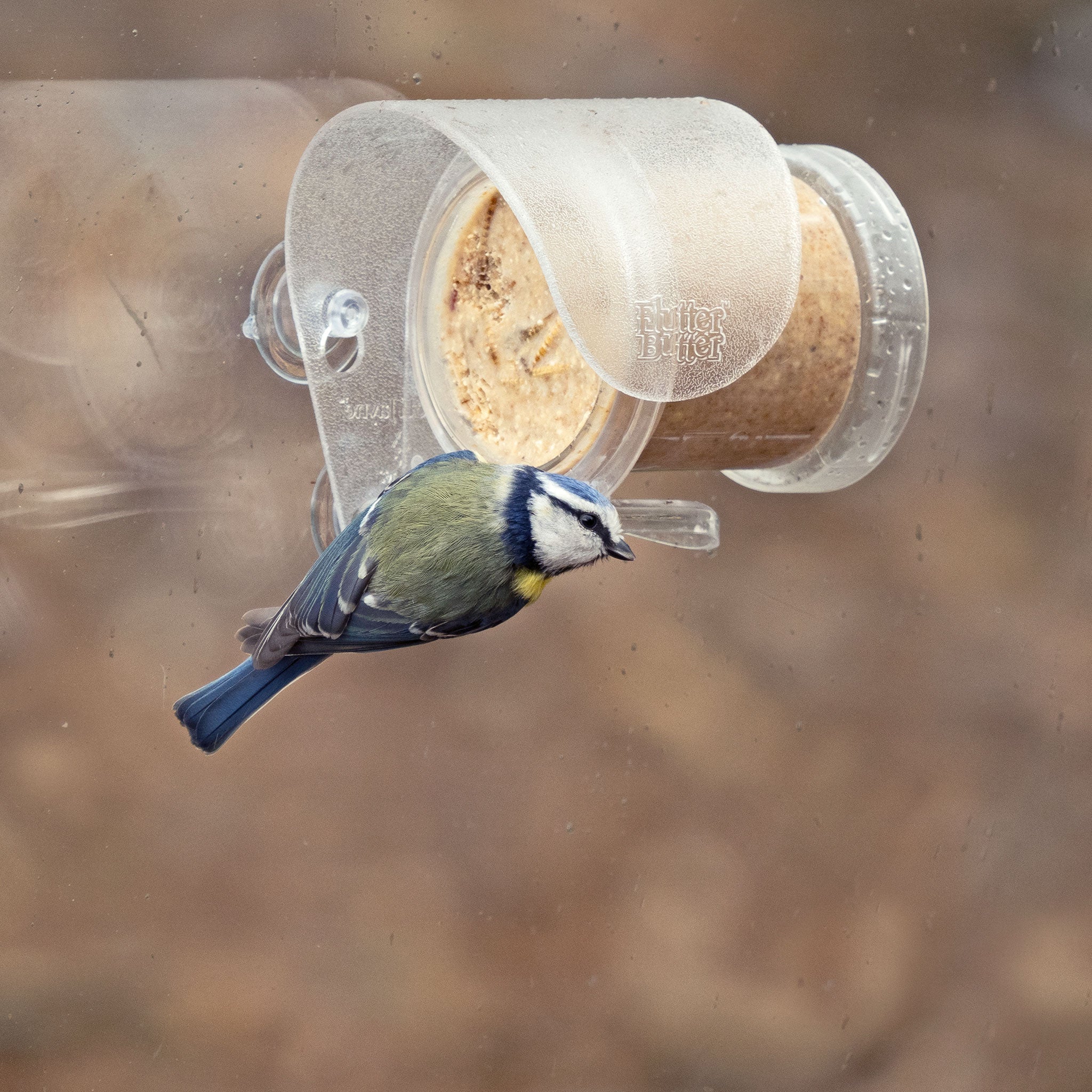 Blue Tit on a flutter butter pod window feeder
