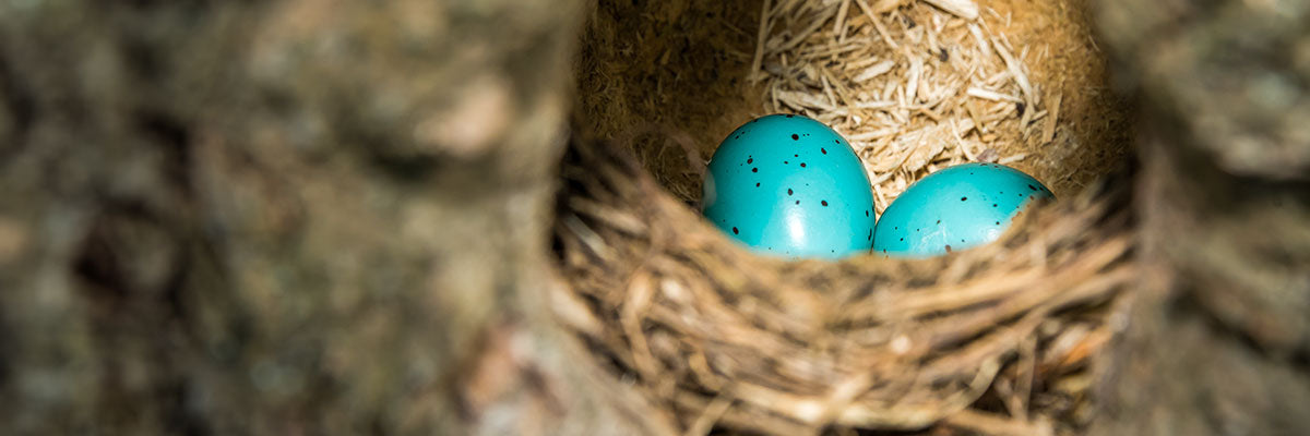 Birds eggs in a nest
