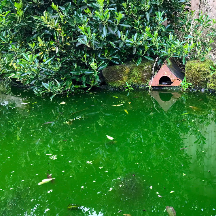 green pond water before treatment