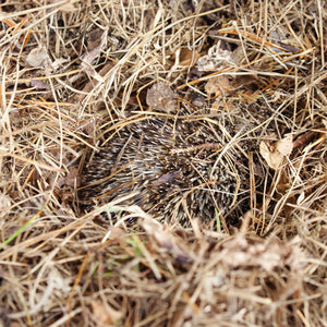 Hedgehog in a ball in a nest of hay and dried leaves