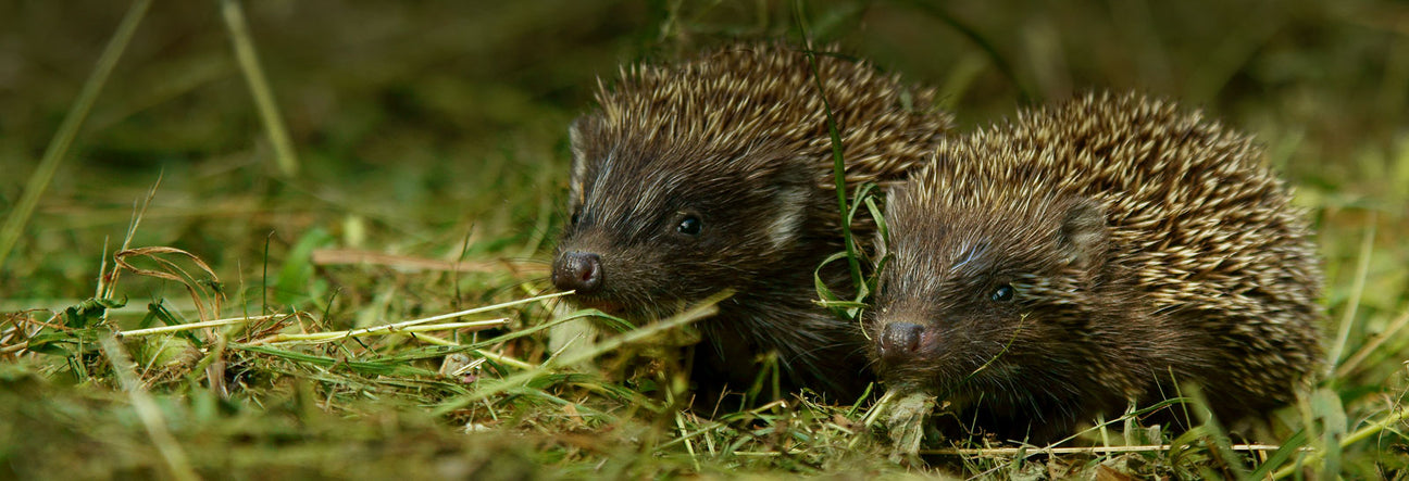Two hoglets coming out to feed at night