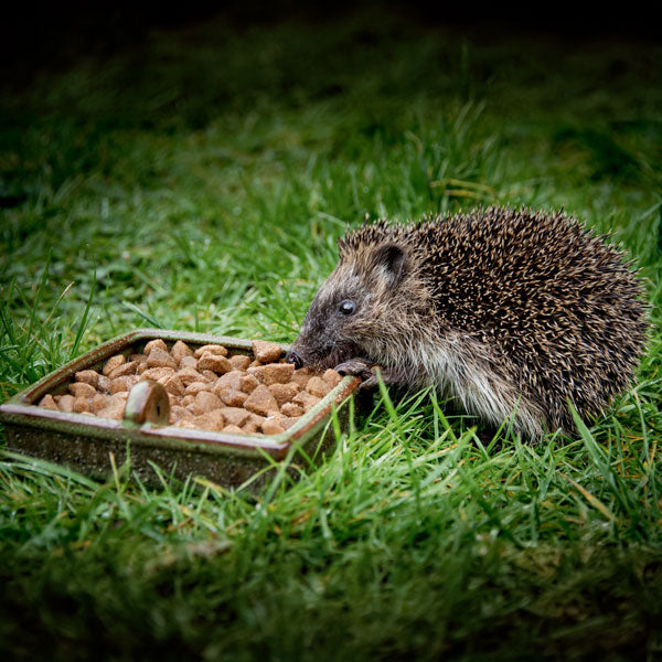 Hoglet eating moistened Ark Hedgehog Food Original