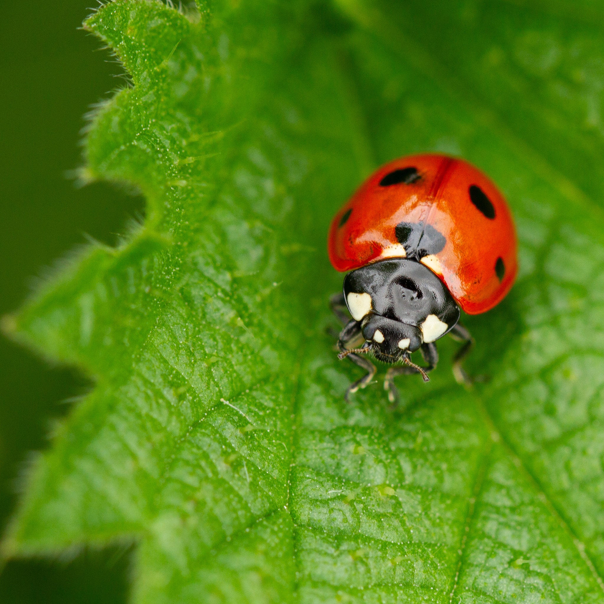 ladybird on green leaf
