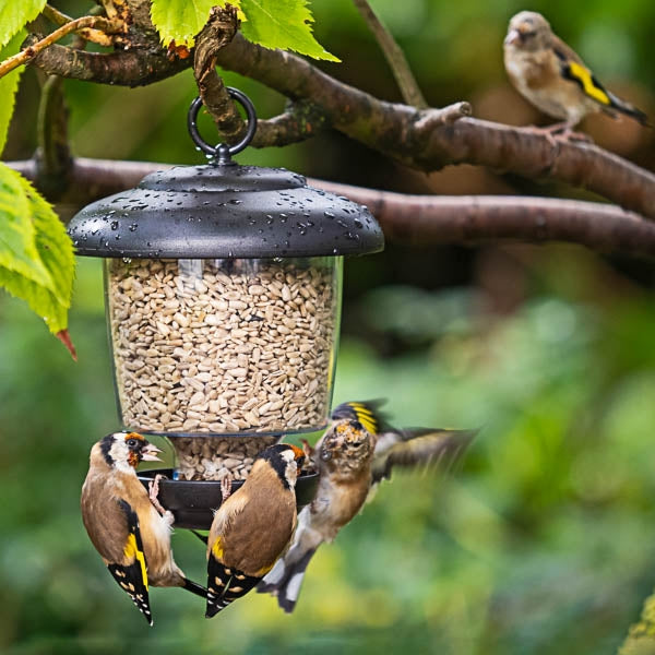 Little Lantern Bird Seed Feeder; Little Lantern Bird Seed Feeder; Little Lantern Bird Seed Feeder; Little Lantern Bird Seed Feeder